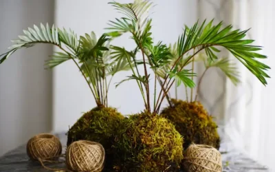 Como fazer kokedama para vitrines e interiores