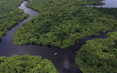 Bioma Amazônia – Pulmão do Planeta – Parte 1 – Floresta Em Terra Firme